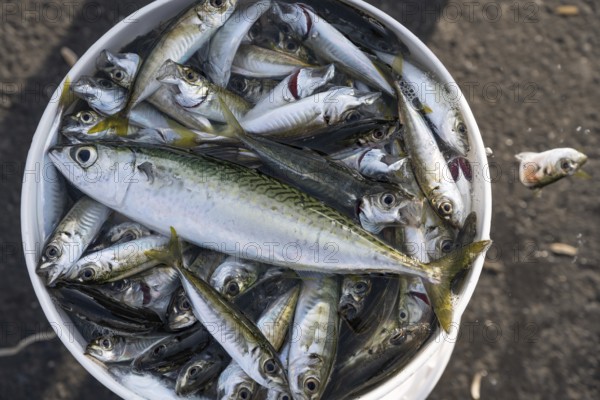 A Turkish fisherman's fresh catch of small fish caught fishing from the Galata Bridge in the Bosphorus Straight on the European Side of Istanbul, Turkey