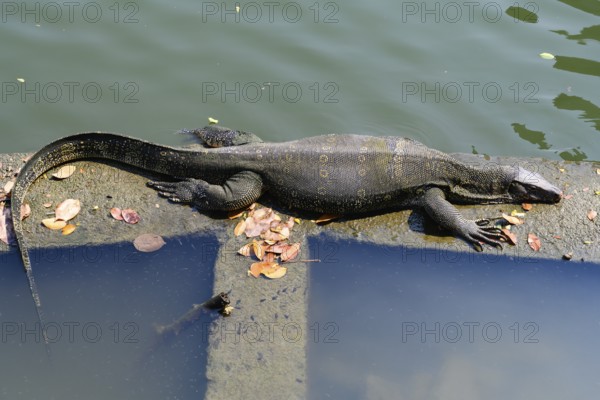 Large monitor lizards, the water monitor is a common sight beside or swimming in the lake at Lumphini Park, Bangkok, Thailand
