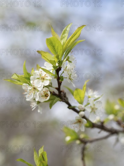 White flowers blooming on a tree branch, showing vibrant green leaves in spring