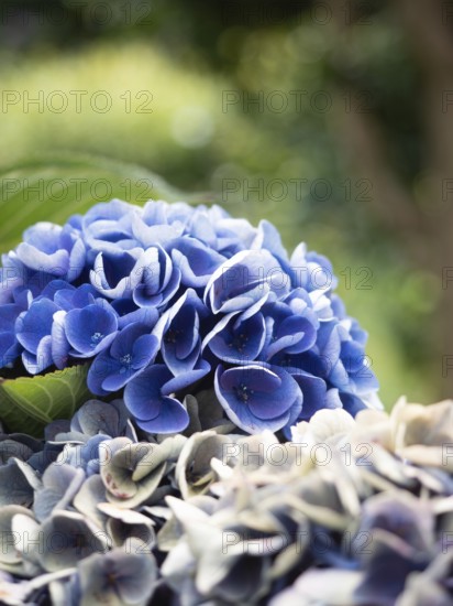 Close up view of blue hydrangeas flowers in a lush garden