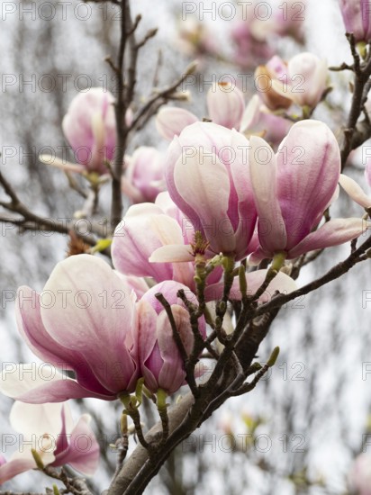 Pink magnolia flowers blooming on a tree branch in spring, a symbol of renewal and beauty