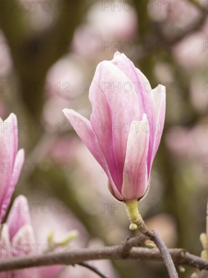 Pink magnolia flower blooming on a branch in a spring garden, with other flowers blurred in the background