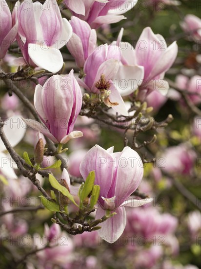 Pink magnolia flowers blooming on a tree branch in a spring garden, creating a beautiful natural display