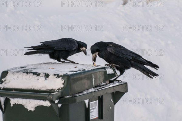 Two rooks (Corvus frugilegus) looking for food on a garbage can in winter and snow in Ystad, Skåne County, Sweden, Scandinavia