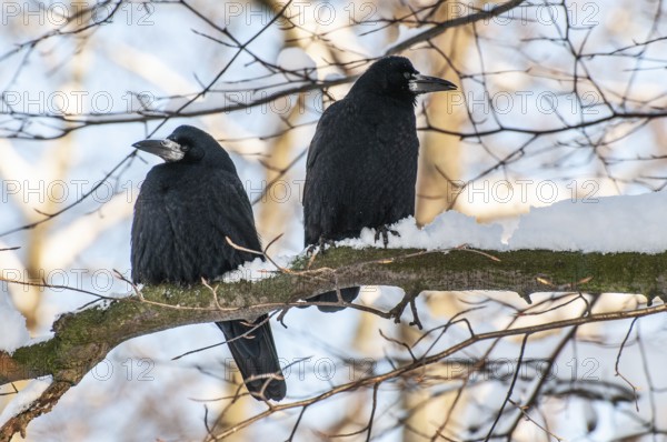 Two rooks (Corvus frugilegus) sitting on a branch in winter in Ystad, Skåne County, Sweden, Scandinavia