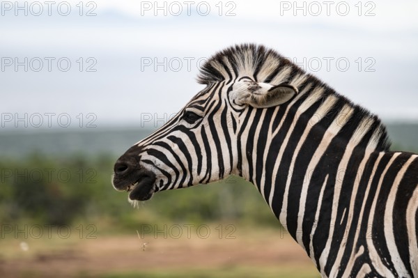 Animal portrait, Burchell's zebra (Equus quagga burchelli), Addo Elephant National Park, Eastern Cape, South Africa