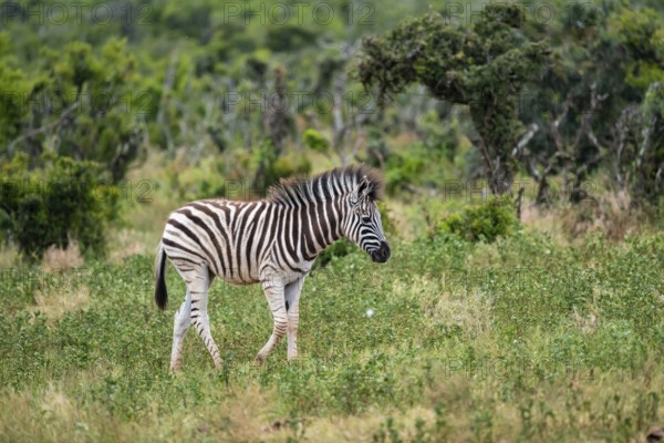 Juvenile, Burchell's zebra (Equus quagga burchelli), Addo Elephant National Park, Eastern Cape, South Africa