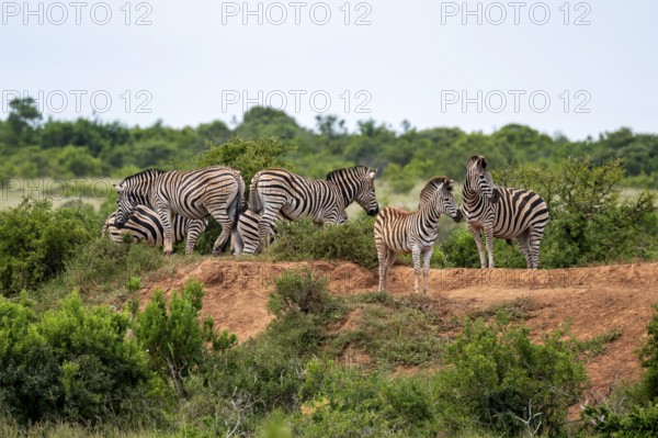 Burchell's zebra (Equus quagga burchelli), Addo Elephant National Park, Eastern Cape, South Africa