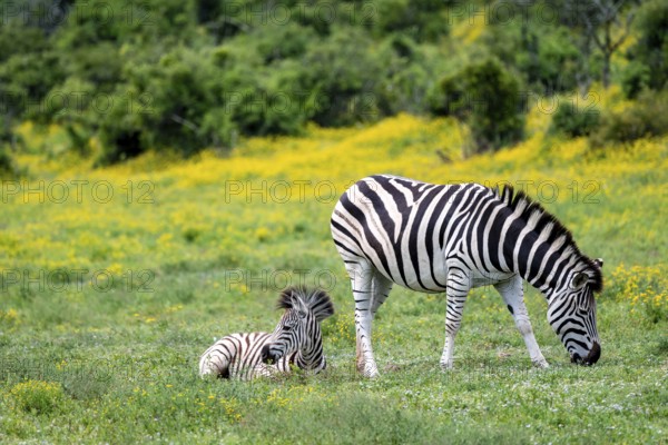 Burchell's zebra (Equus quagga burchelli) with foal standing in a flower meadow, Addo Elephant National Park, Eastern Cape, South Africa