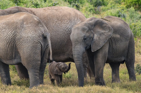 Herd of elephants with baby, African elephant (Loxodonta africana), Addo Elephant National Park, Eastern Cape, South Africa