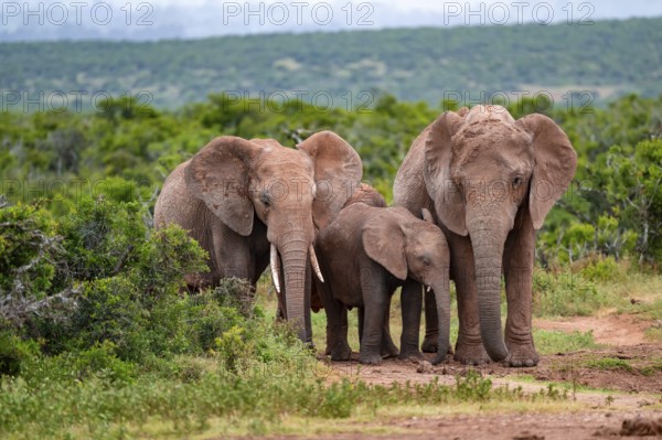 Herd of elephants with young, African elephant (Loxodonta africana), Addo Elephant National Park, Eastern Cape, South Africa