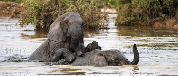 African elephant (Loxodonta africana) swimming and bathing in the water, Addo Elephant National Park, Eastern Cape, South Africa