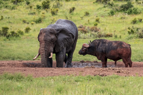 African elephant (Loxodonta africana) and buffalo at a waterhole, Addo Elephant National Park, Eastern Cape, South Africa