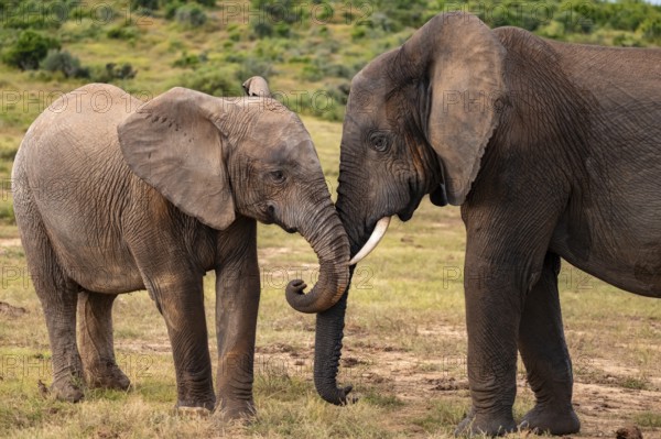 Two African elephants (Loxodonta africana), Addo Elephant National Park, Eastern Cape, South Africa