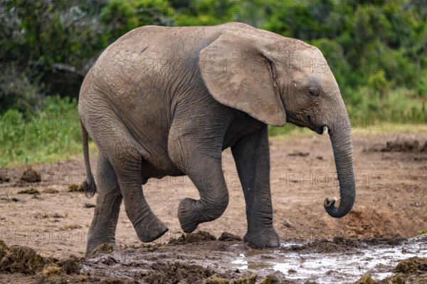 Young African elephant (Loxodonta africana) at the waterhole, Addo Elephant National Park, Eastern Cape, South Africa