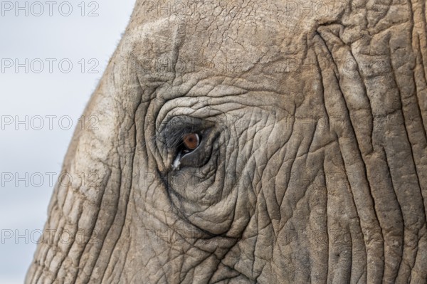 Detail, eye and skin, African elephant (Loxodonta africana), Addo Elephant National Park, Eastern Cape, South Africa