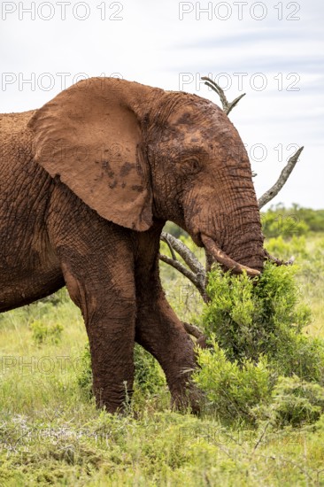 African elephant (Loxodonta africana), Addo Elephant National Park, Eastern Cape, South Africa