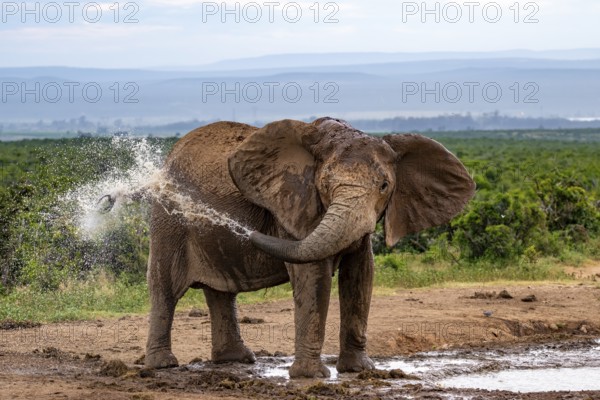 African elephant (Loxodonta africana) splashing water, Addo Elephant National Park, Eastern Cape, South Africa