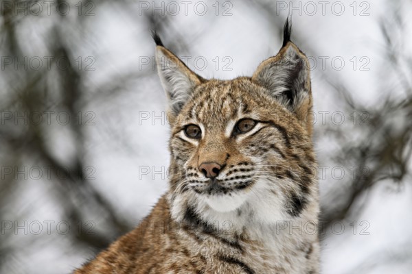 Eurasian lynx (Lynx lynx), Captive, Switzerland