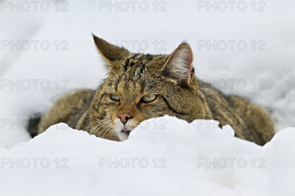 European wildcat or forest cat (Felis silvestris silvestris), sitting in the snow, captive, Switzerland