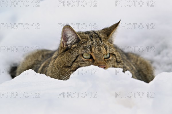 European wildcat or forest cat (Felis silvestris silvestris), sitting in the snow, captiv, Switzerland