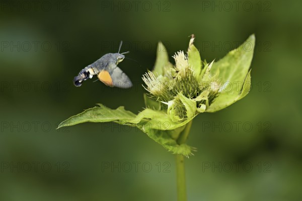 Dove's tail (Macroglossum stellatarum), flies on the flower of cabbage thistle (Cirsium oleraceum), Meienberg, Canton Aargau, Switzerland