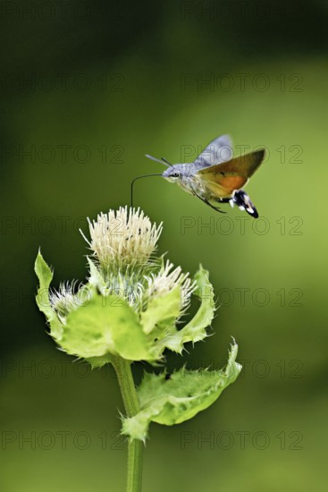 Dove's tail (Macroglossum stellatarum), flies on the flower of cabbage thistle (Cirsium oleraceum), Meienberg, Canton Aargau, Switzerland