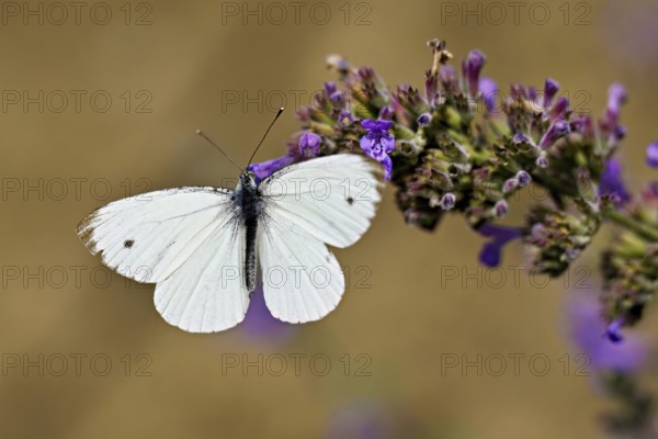 Rape white butterfly (Pieris napi) on the flower of catmint (Nepeta fassenii), Switzerland