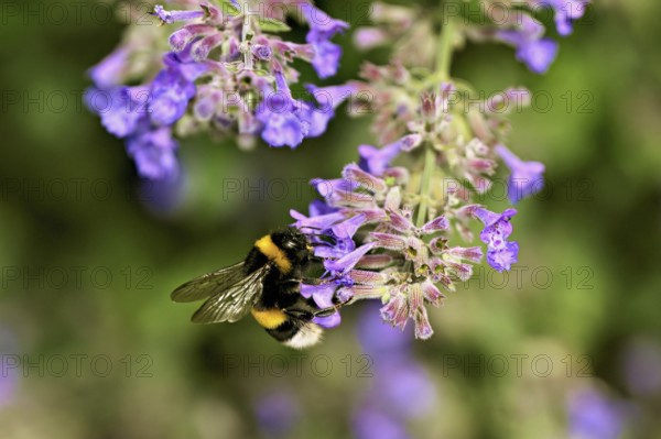 Large earth bumblebee (Bombus terrestris), on the flower of catnip (Nepeta fassenii), Switzerland