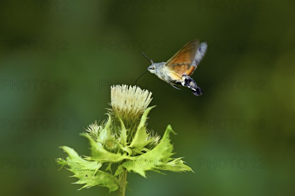 Dove's tail (Macroglossum stellatarum), flies on the flower of cabbage thistle (Cirsium oleraceum), Meienberg, Canton Aargau, Switzerland