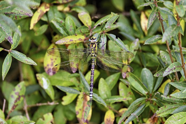 Southern Hawker (Aeshna cyanea), on plant, Switzerland