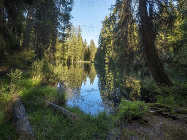The Werrateich near the Rennsteig, Masserberg, Thuringian Forest nature park Park, Thuringia, Germany