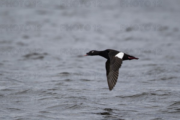 Kamchatka Velvet Scoter (Melanitta stejnegeri), Kamchatka Velvet Scoter, Stejneger's scoter, Siberian Scoter, male flying over the water surface of Lake Baikal, Khuvsgul Lake, Mongolia