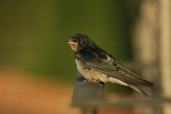 Barn Swallow (Hirundo rustica), fledgling sitting in the evening sun on a balcony railing, Murcia, Spain