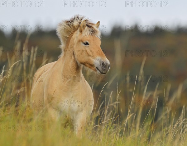 Fjord horse (Equus ferus caballus), close-up of a fjord pony on pasture in front of autumnal colourful deciduous forest in Indian Summer, Odenwald, Hesse, Germany