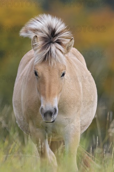 Fjord horse (Equus ferus caballus), close-up of a fjord pony on pasture in front of autumnal colourful deciduous forest in Indian Summer, Odenwald, Hesse, Germany
