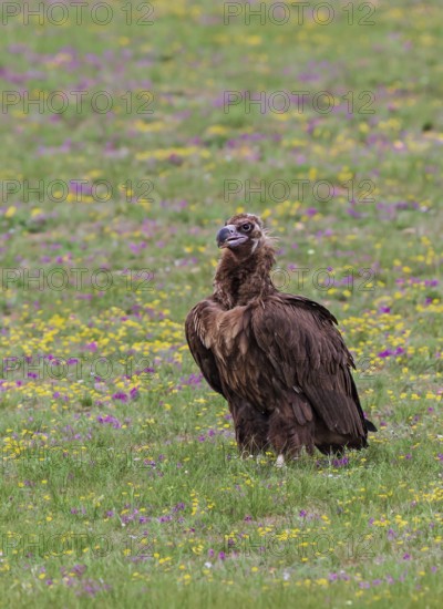 Black Vulture (Aegypius monachus), close-up, adult bird standing in yellow and purple flowering meadow in Mongolian steppe, Bulgan, Mongolia