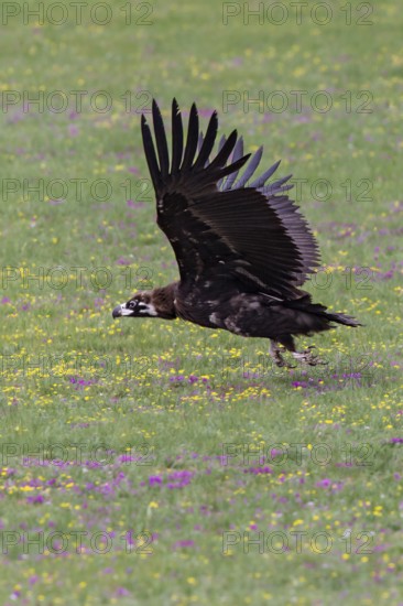 Eurasian black vulture (Aegypius monachus), close-up, young bird takes off with wings outstretched from yellow and purple flowering meadow in Mongolian steppe, Bulgan, Mongolia