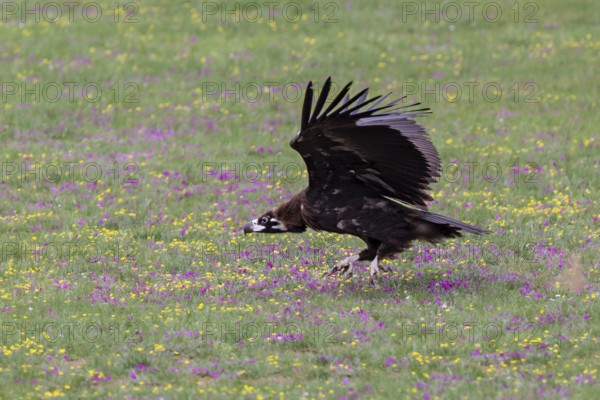 Eurasian black vulture (Aegypius monachus), close-up, young bird takes off with wings outstretched from yellow and purple flowering meadow in Mongolian steppe, Bulgan, Mongolia