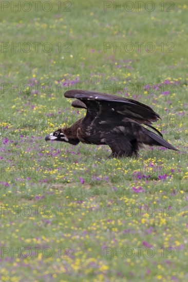 Eurasian Black Vulture (Aegypius monachus), close-up, young bird stands in yellow and purple flowering meadow in Mongolian steppe and raises its wings in front of take-off, Bulgan, Mongolia
