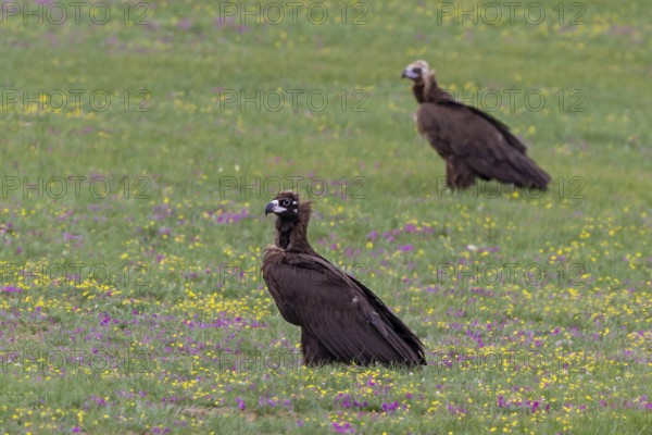 Black vulture (Aegypius monachus), close-up, two young birds standing in yellow and purple flowering meadow in Mongolian steppe, Bulgan, Mongolia