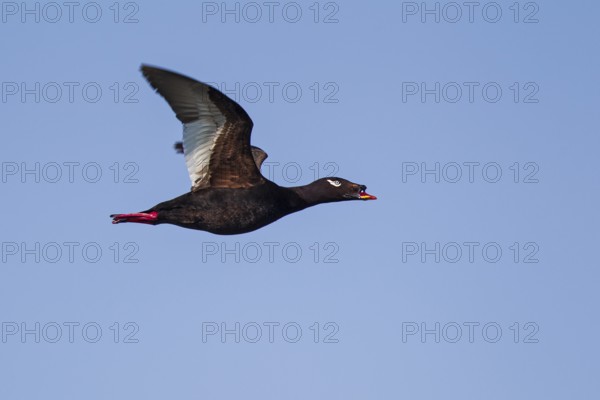 Kamchatka Velvet Scoter (Melanitta stejnegeri), Kamchatka Velvet Scoter, Stejneger's scoter, Siberian Scoter, close-up, male flying in the sun against a blue sky, Khuvsgul Lake, Mongolia