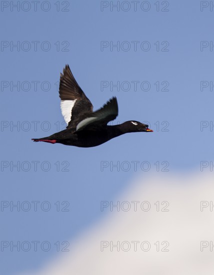 Kamchatka Velvet Scoter (Melanitta stejnegeri), Kamchatka Velvet Scoter, Stejneger's scoter, Siberian Scoter, close-up, male flying in the sun against a blue sky, Khuvsgul Lake, Mongolia