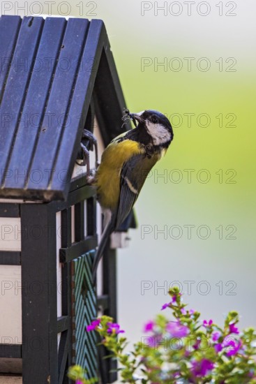 Great tit (Parus major), close-up, adult bird sitting at the entrance hole of a half-timbered bird nesting box with an insect in its beak in front of colourful flowering balcony plants, Heidelberg, Baden-Württemberg, Germany