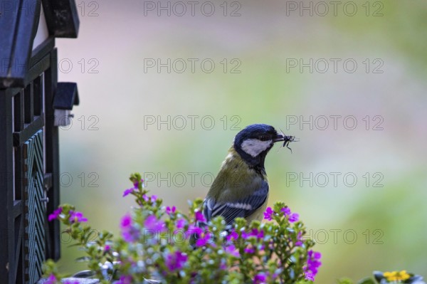 Great tit (Parus major), close-up, adult bird sitting in front of a half-timbered bird nesting box with an insect in its beak between colourful flowering balcony plants, Heidelberg, Baden-Württemberg, Germany