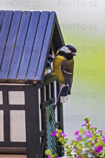 Great tit (Parus major), close-up, adult bird sitting at the entrance hole of a half-timbered bird nesting box in front of colourful flowering balcony plants, Heidelberg, Baden-Württemberg, Germany