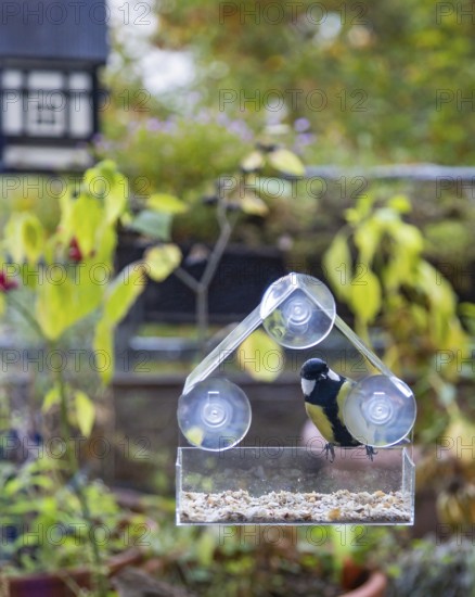 Great tit (Parus major), male sitting at a bird feeder by the window, Bavaria, Germany