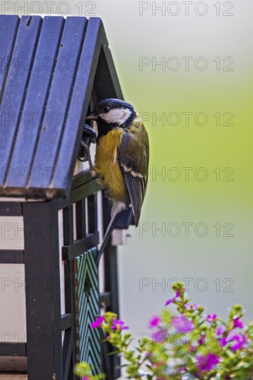 Great tit (Parus major), close-up, adult bird sitting on a half-timbered bird nesting box in front of colourful flowering balcony plants and looking into the entrance hole, Heidelberg, Baden-Württemberg, Germany