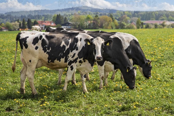 Dairy cow (Bos primigenius taurus), German Black Pied Cattle, group feeding on yellow flowering dandelion meadow in the sun, Hesse, Germany