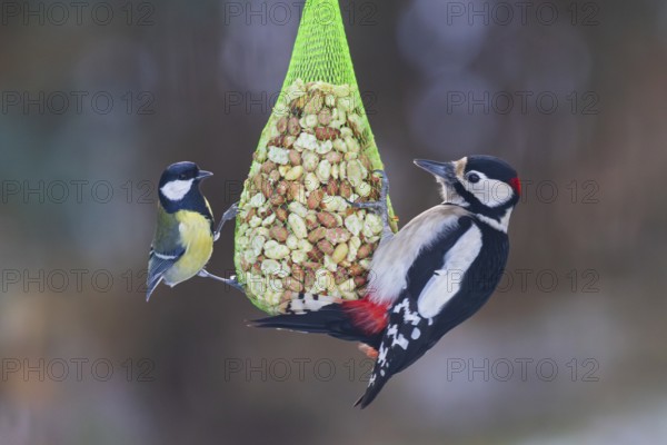 Great tit (Parus major) with great spotted woodpecker (Dendrocopos major), close-up with both birds together hanging from a feeding net filled with nuts at a winter bird feeder, Baden-Württemberg, Germany